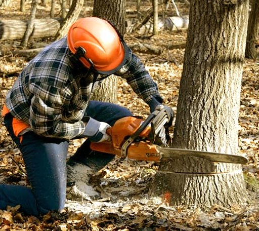 Tree Removal in Lexington, IL